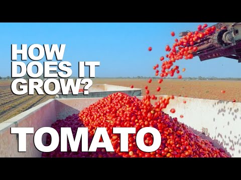 Wideo: Co to jest dziobać pomidorów?
