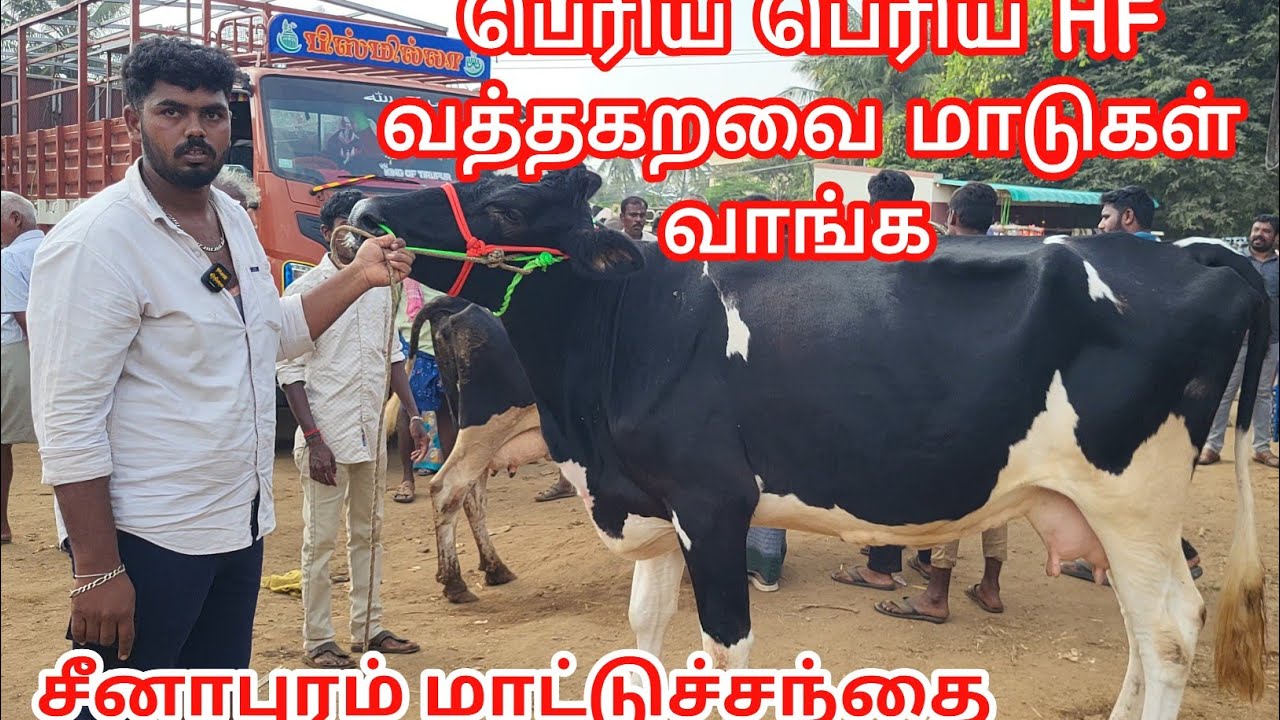 குறைந்த விலையில் hf வத்தக்கறவை கண்ணு மாடுகள் வாங்க சீனாபுரம்  மாட்டுச்சந்தை #tamilsingam 