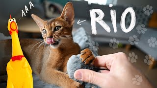 Cute and Funny Cat Video, Abyssinian Cat