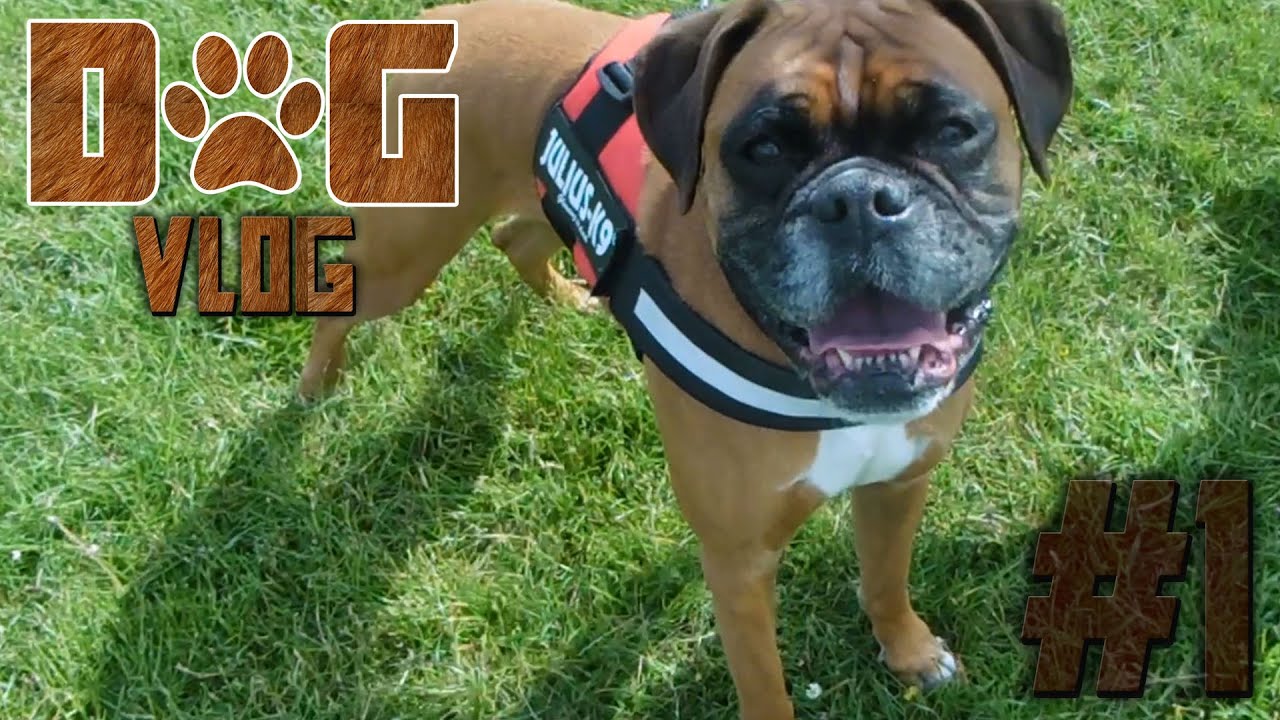 Dog Vlog [1] - Meet Clippy the Boxer! - YouTube