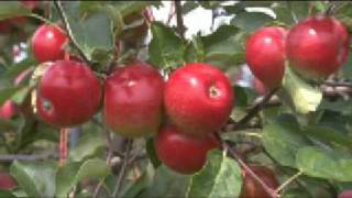 AndNowUKnow.com - ShopTalk - Fowler Farms