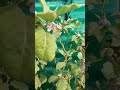 Brinjal 🍆 plant flower #farming #garenafreefire #gardening #gardenplants #brinjal #rooftopgarden