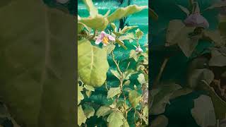 Brinjal 🍆 plant flower #farming #garenafreefire #gardening #gardenplants #brinjal #rooftopgarden