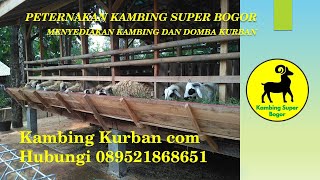 Kambing Kurban com