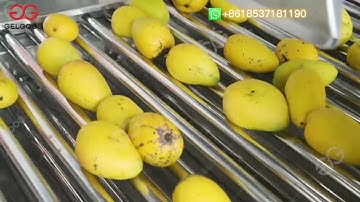 GELGOOG Mango Washing Waxing Grading Processing Line- GELGOOG Food Machinery