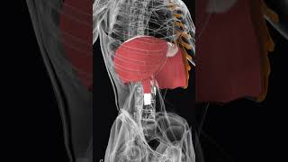 Диафрагма #anatomy #анатомия