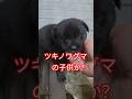 生後24日 子熊の様なツバキの子供