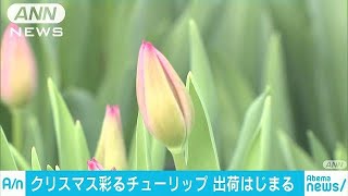 クリスマス向け　2万本のチューリップ出荷始まる(18/12/16)