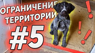 #5 Ограничиваем щенку территорию, иначе он вас съест😮 / Обучение с нуля. Тренировка собаки🐕‍🦺