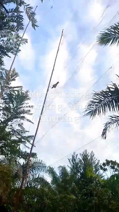 Menjaring Burung Anis Kuning