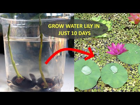 וִידֵאוֹ: צמחי שושן מים - איך לגדל שושן מים