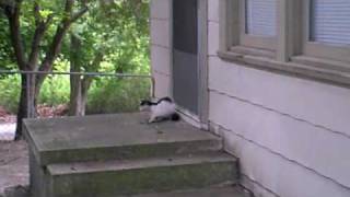 Michael Myers Cat