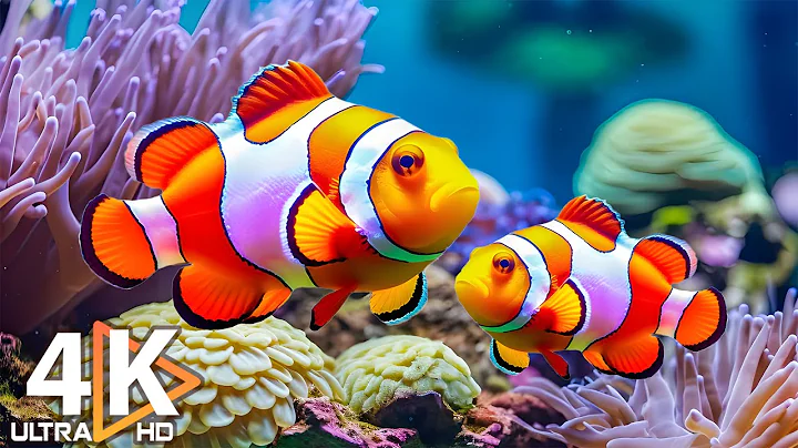 The Best 4K Aquarium - Dive Into The Mesmerizing Underwater Realm, Sea Jellyfish, Coral Reefs #11