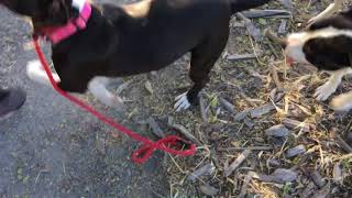 Adopt Sascha & Julian at the Milo Foundation!