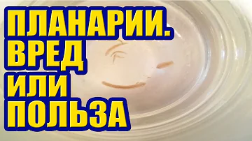Планарии в Аквариуме. Почему появляются, откуда берутся. Как бороться и избавиться от Паразитов