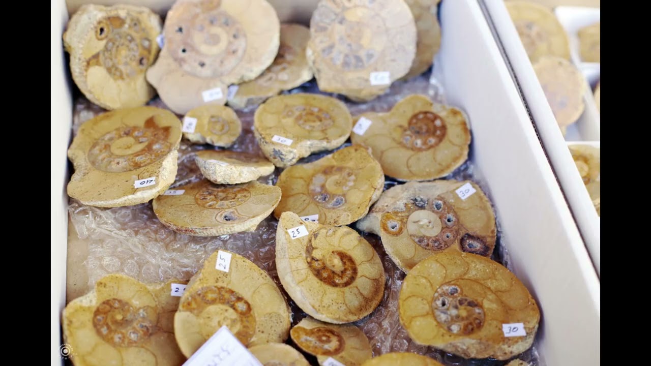 Fotorelacja z 07.2024 r. Wspomnienie z Lwóweckie Lato Agatowe 2024