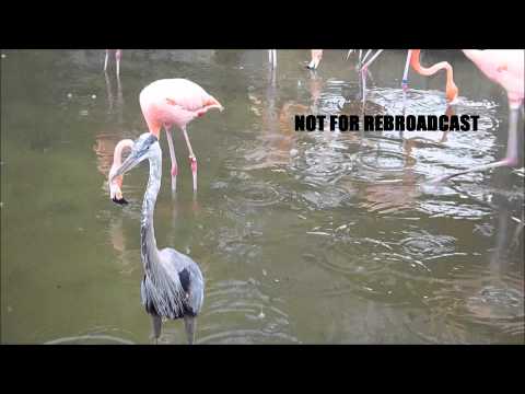 Flamingos Fighting Really Bad