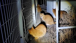 The cat is back after 5 months. All cats are in a state of emergency by 매탈남 53,633 views 1 month ago 13 minutes, 56 seconds