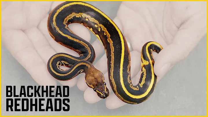 Blackhead x Redhead = Maroonhead?! | Wild NEW Redh...