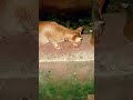 Late night feeding all the stray cats #catvideos #catfood #shorts