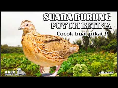 SUARA BURUNG PUYUH BETINA GACOR , PALING AMPUH BUAT PIKAT, PIKAT BURUNG PUYUH TERBARU TERBUKTI AMPUH