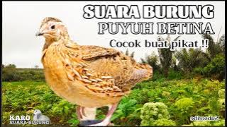 SUARA BURUNG PUYUH BETINA GACOR , PALING AMPUH BUAT PIKAT, PIKAT BURUNG PUYUH TERBARU TERBUKTI AMPUH