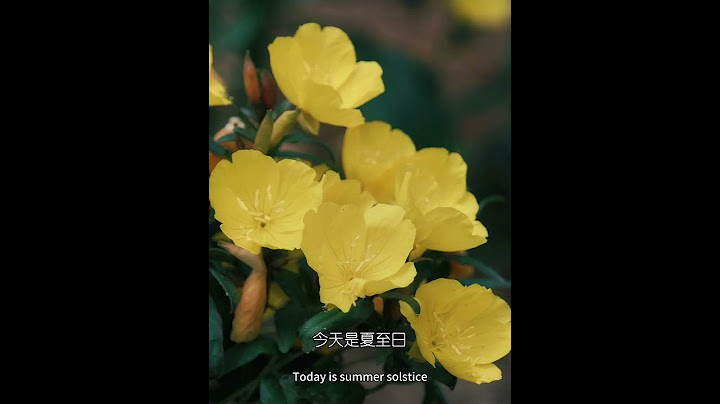 6月21日，生日花日簽-月見草(自由的心)#花語#日簽#365天生日花#每日一花#花歷中文名-月見草拉丁學名-Oenothera biennis門-被子植物門綱-木蘭綱目-桃金娘目 - 天天要聞