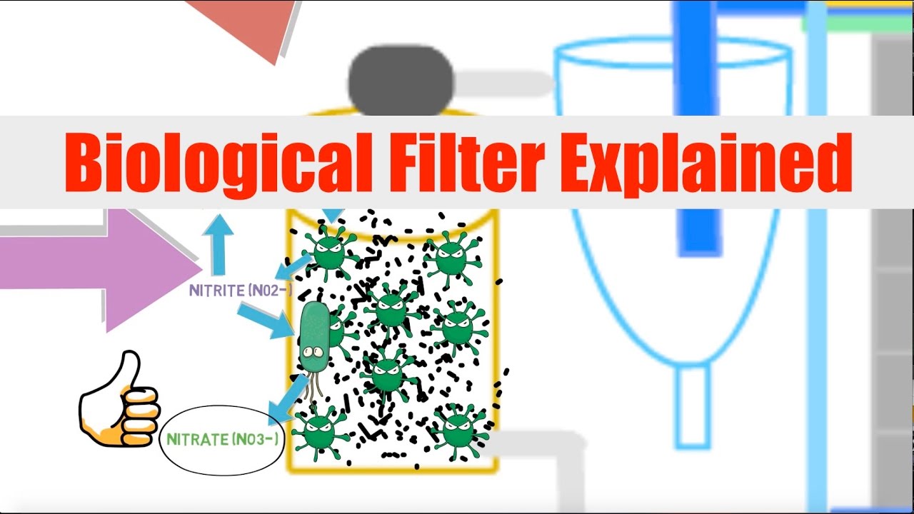 Brein Hervat Vrijlating Biological Filtration Explained | Ask The Aquaponics God - YouTube