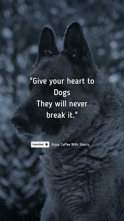 anjing suka ❤🐕 kutipan motivasi | kutipan inspirasional #celana pendek #anjing #pendek