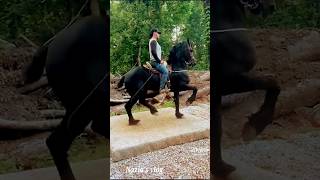 আল্লাহ আল্লাহ আল্লাহু #shorts #horse #viral #ইসলামিক_ভিডিও #popular #naziasvlog #foryou #allah