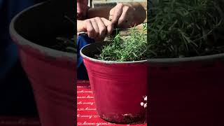 GROW UNLIMITED ROSEMARY from one plant