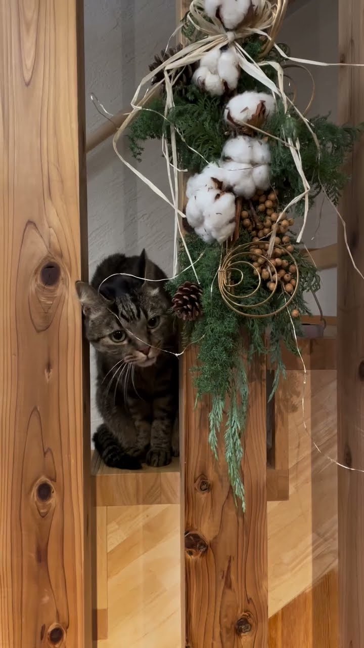 Top des vidéos très mignon ❤️ ❤️ ❤️ ???????????