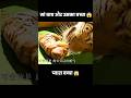 मां बाघ ने एक बच्चे को जन्म दिया लेकिन 😭😱 | #short #emotional #movie #recap
