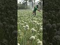 onion flowers are four times more beneficail than onions