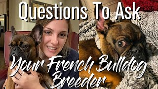 Important Questions To Ask Your French Bulldog Breeder by The French Bullvlog 2,250 views 3 years ago 5 minutes, 39 seconds