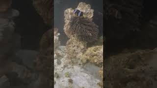 Reef Aquascape v3