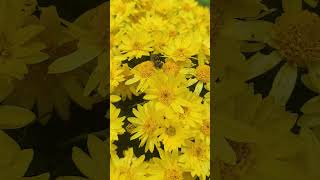 🍃День Добрый(Удачи