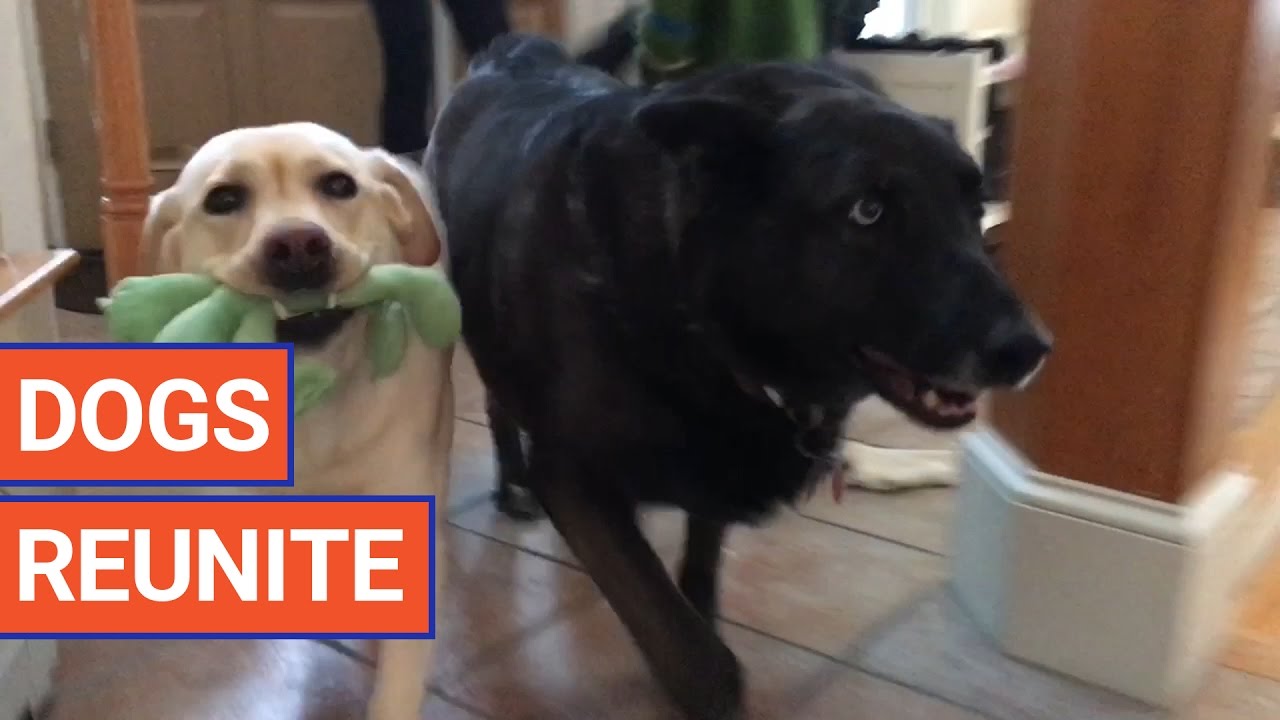 Sweet Dogs Reunite After Several Months Video 2017 | Daily Heart Beat ...