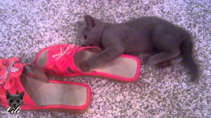 Video 11806871: russian blue kitten