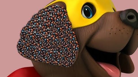 ASMR treatment dog ticks remove infested dog