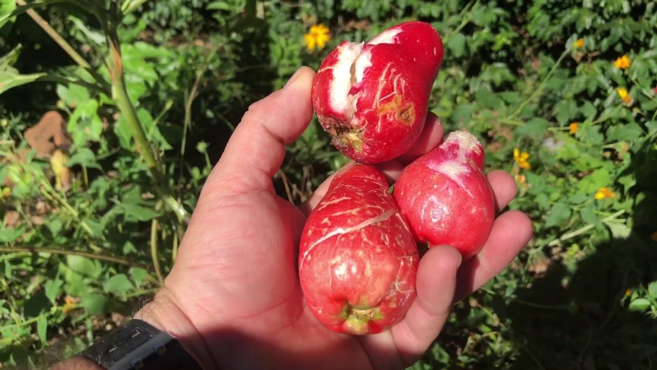 EL CASCO DE LA HACIENDA LAS TABLAS YouTube