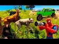 Learn Wild ANIMALS Sounds With SPIDERMAN and HULK. Funny Hunting Cartoon For Kids And Children.