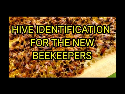 Video: Kas ir ieguves bites - to bišu identificēšana zemē