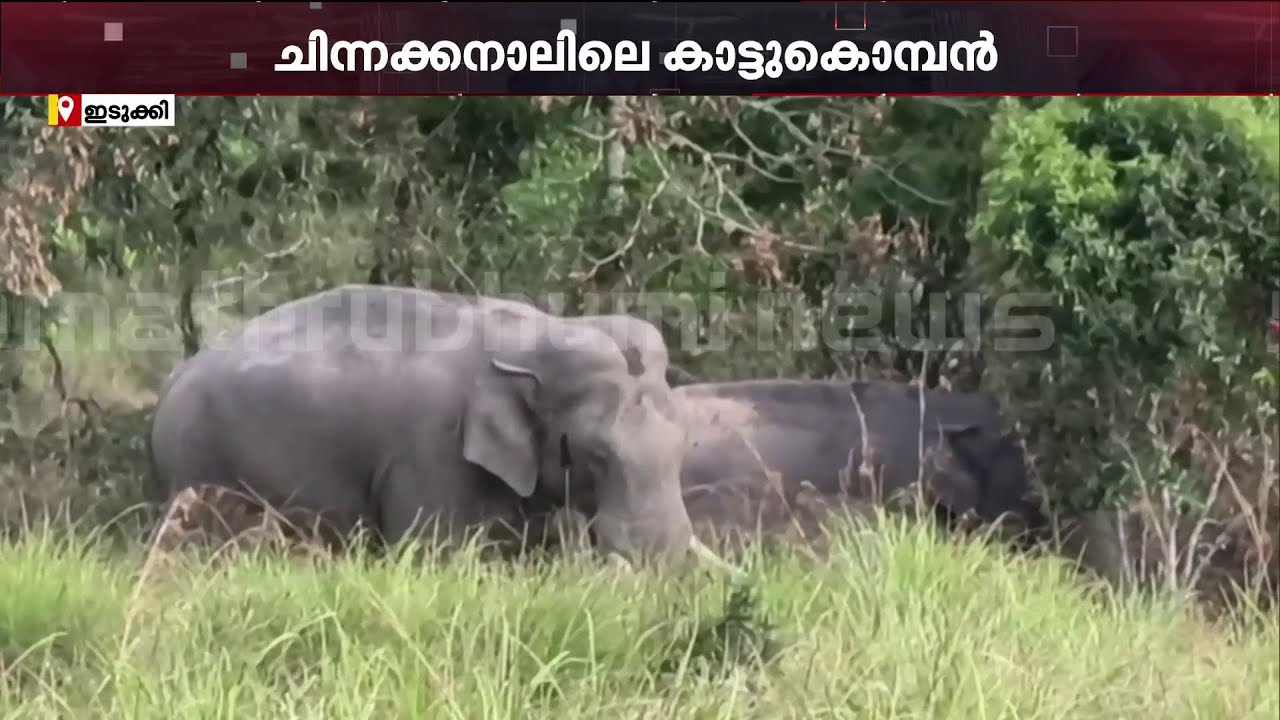 ചക്കക്കൊമ്പൻ കലിപ്പിലാണ്...!! മതപ്പാടിൽ ആനയിറങ്കൽ മേഖലകളിൽ ചുറ്റിത്തിരിയുന്നു