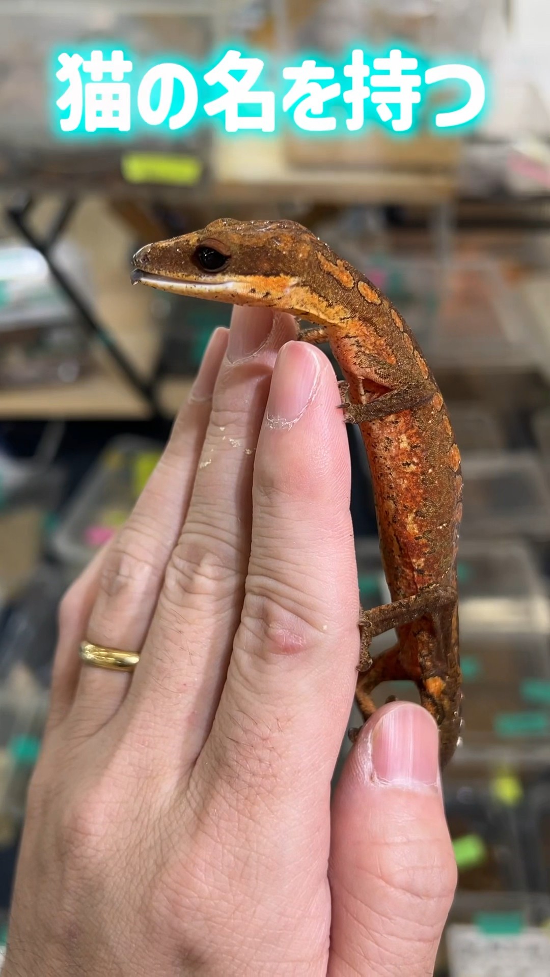 A cute gecko named after a cat ♡ - YouTube