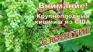 Кишмиш ,,Столетие\