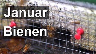 Bienen Ende Januar - Tote Bienen: Fluglochkontrolle der Bienen im Januar - Totenfall entfernen