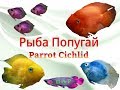 Аквариумные рыбки.Рыба попугай.Parrot Cichlid