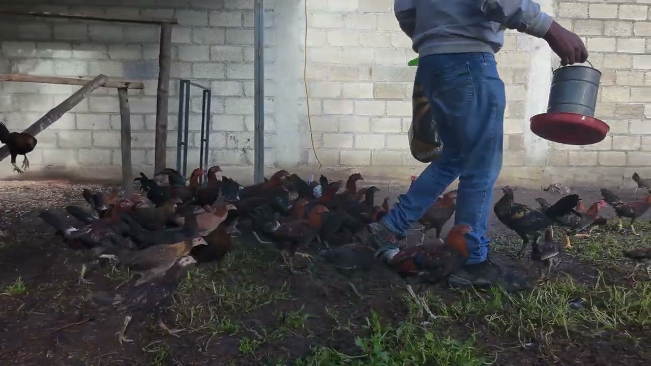 POLLOS HATCH CORONEL GIVENS CON BROWN RED , SWEATER KELSO CARDINAL, SWEATER RAKATA, SWEATER KELSO,