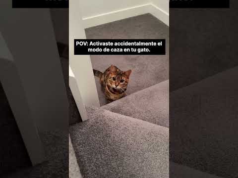 ¡No los pies! | Luke Davidson en Español